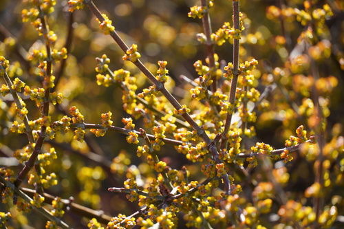 Phoradendron californicum (Mesquite mistletoe) — photo