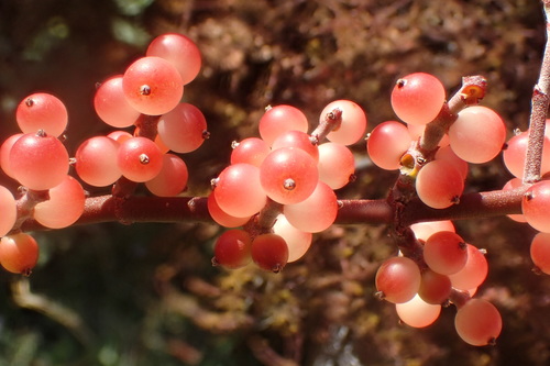 Phoradendron californicum (Mesquite mistletoe) — photo