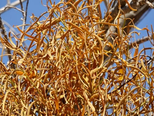 Phoradendron carneum — photo