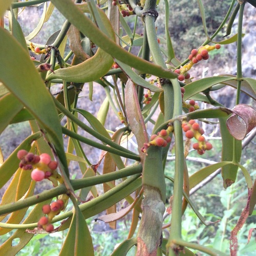 Phoradendron carneum