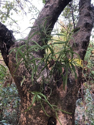 Phoradendron carneum — photo
