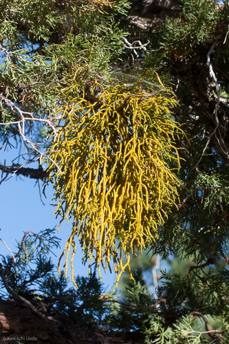 Phoradendron juniperinum (Mistletoe) — photo