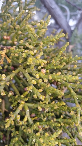 Phoradendron juniperinum (Mistletoe) — photo