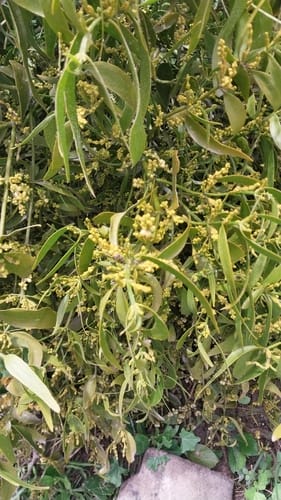 Phoradendron nervosum (Suelda) — photo