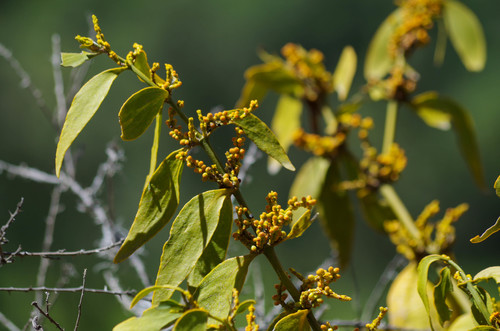Phoradendron nervosum
