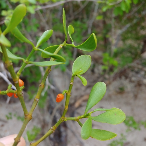 Phoradendron quadrangulare — photo