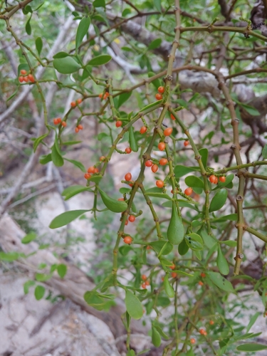 Phoradendron quadrangulare — photo