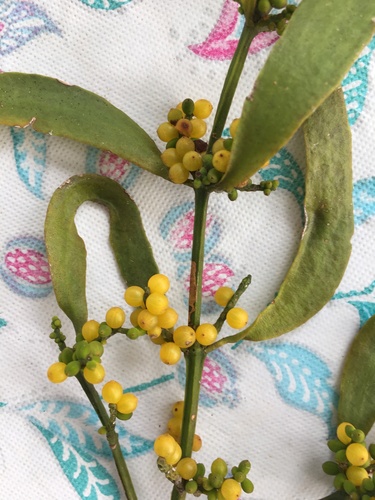 Phoradendron quadrangulare