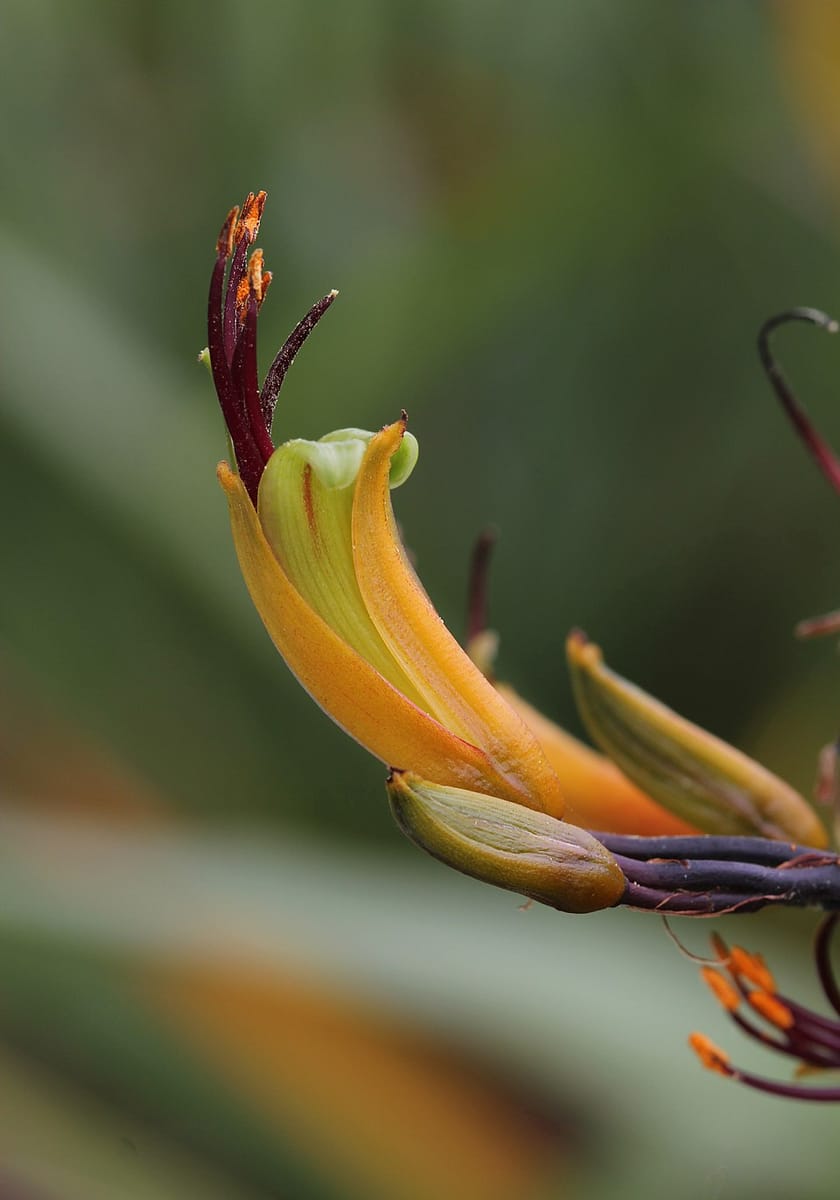 Phormium colensoi (Wharariki) — photo