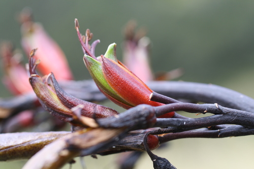 Phormium colensoi