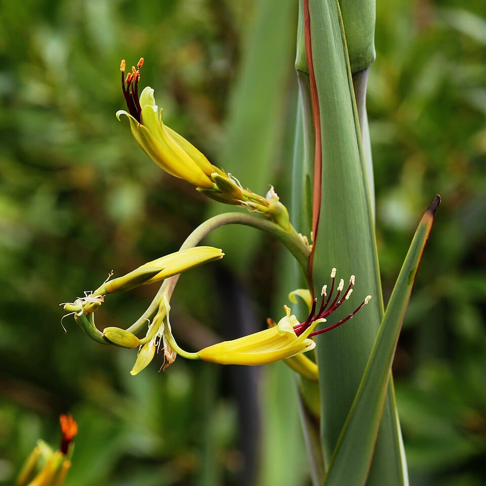 Phormium colensoi (Wharariki) — photo