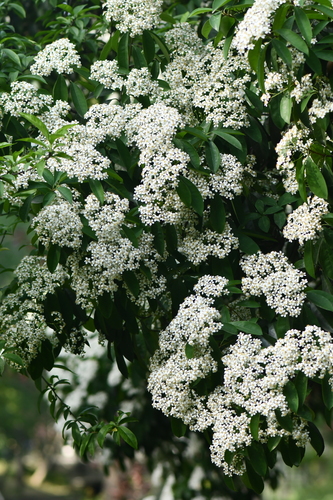 Photinia bodinieri (Chock Tsz Shue) — photo