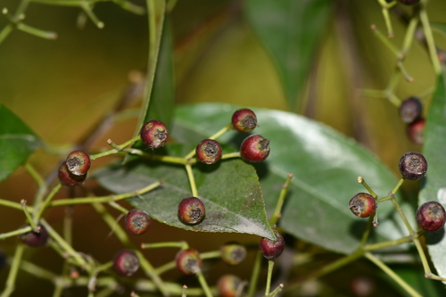 Photinia bodinieri (Chock Tsz Shue) — photo