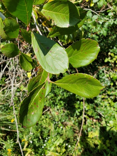 Photinia floribunda (Black chokeberry) — photo