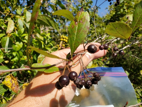 Photinia floribunda