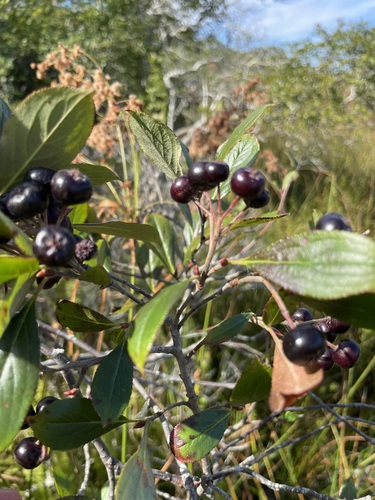 Photinia floribunda (Black chokeberry) — photo
