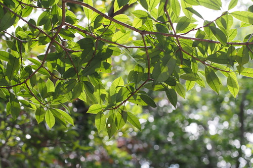 Photinia glabra (Japanese photinia) — photo