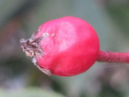 Photinia glabra (Japanese photinia) — photo