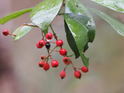 Photinia glabra