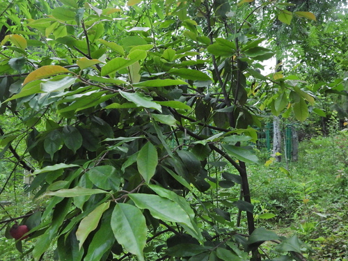 Photinia glomerata
