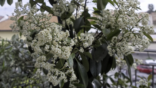 Photinia integrifolia (Himalayan chokeberry) — photo