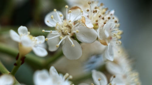 Photinia integrifolia (Himalayan chokeberry) — photo