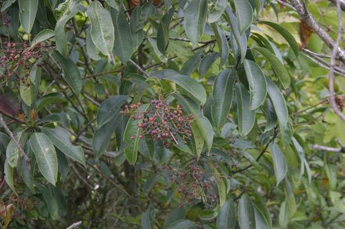 Photinia integrifolia