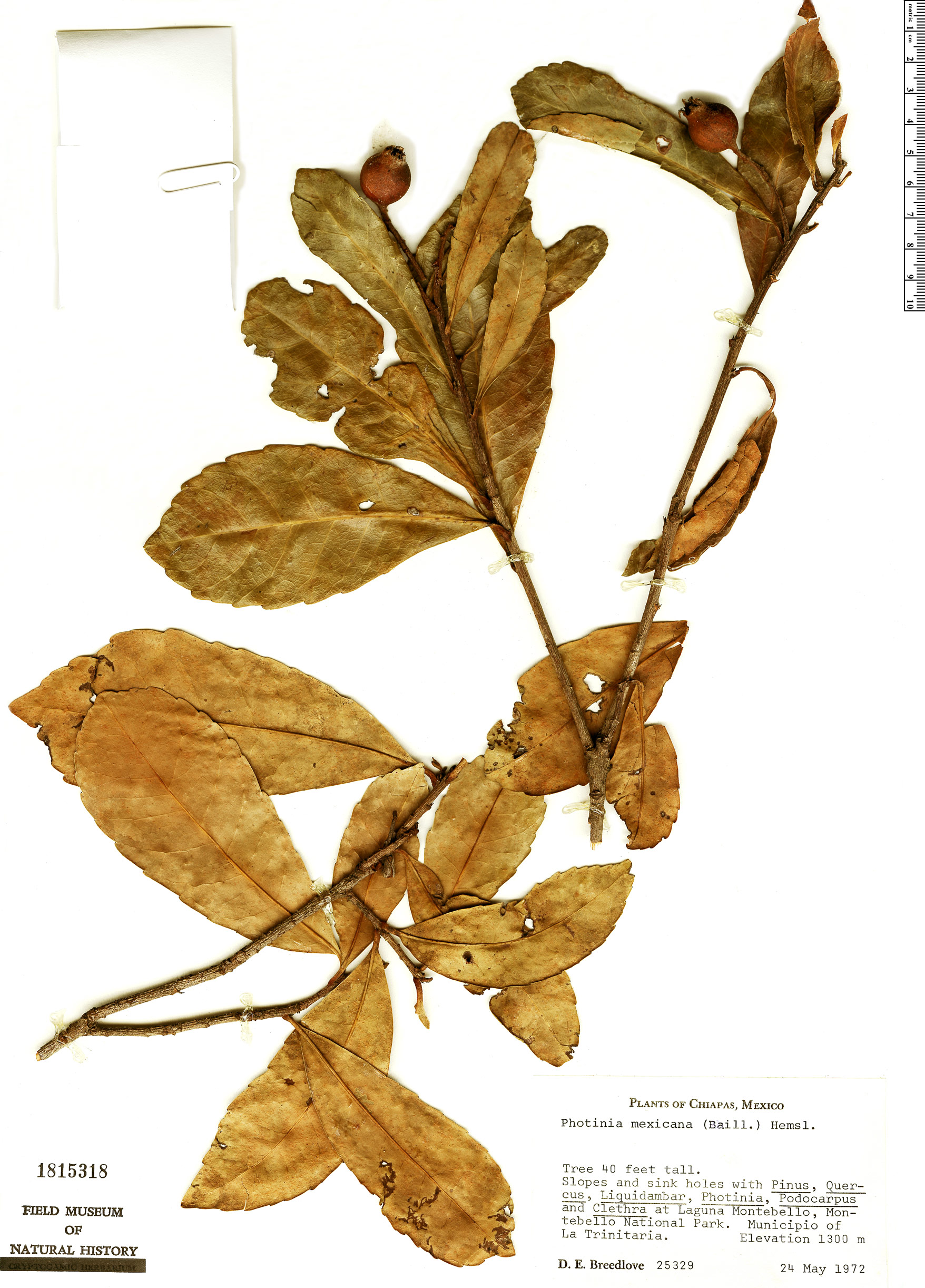 Photinia mexicana — photo