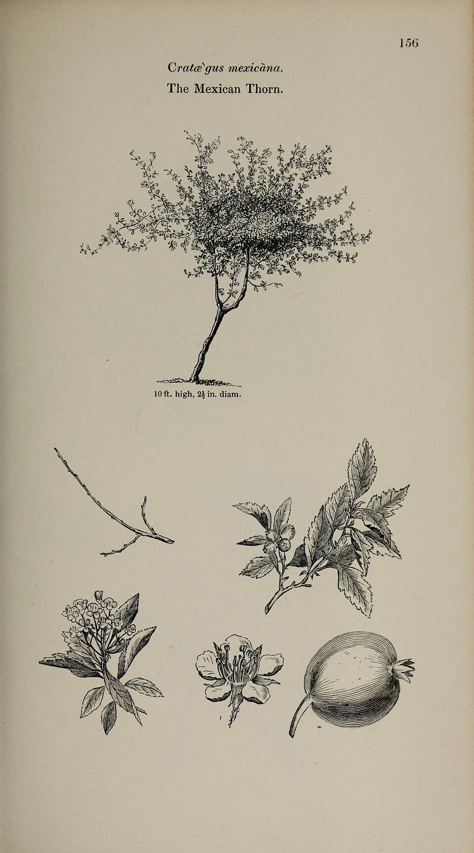 Photinia mexicana