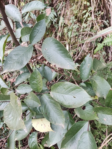 Photinia parvifolia — photo