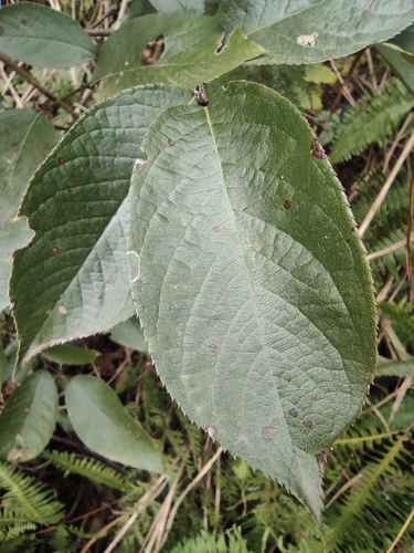 Photinia parvifolia — photo