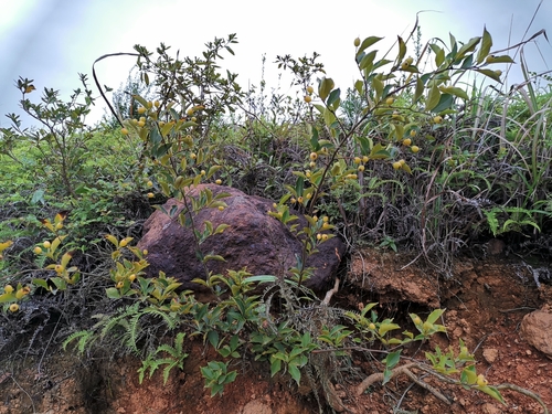 Photinia parvifolia