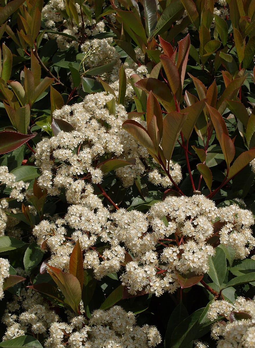Photinia serrulata (Photinia) — photo