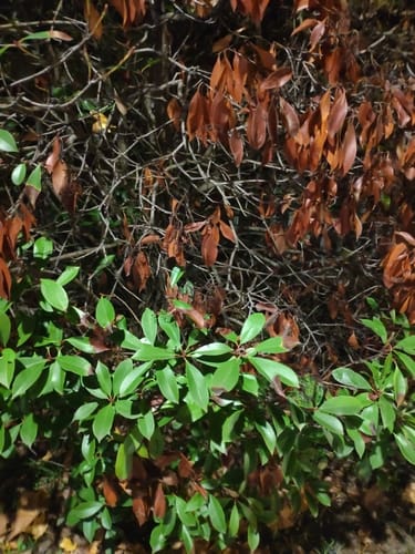 Photinia serrulata (Photinia) — photo