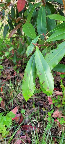 Photinia serrulata