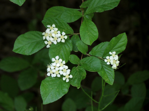 Photinia villosa (Oriental Photinia) — photo