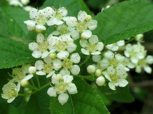 Photinia villosa (Oriental Photinia) — photo