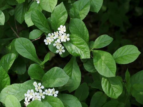 Photinia villosa
