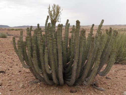Phragmanthera glaucocarpa — photo