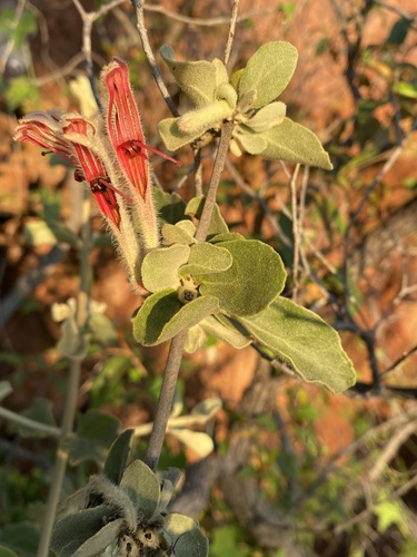 Phragmanthera glaucocarpa