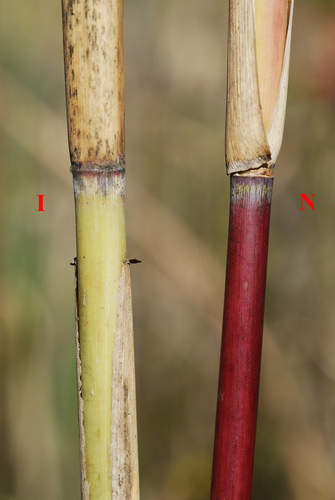 Phragmites australis (Feather Grass) — photo