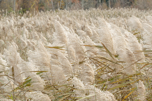 Phragmites australis (Feather Grass) — photo