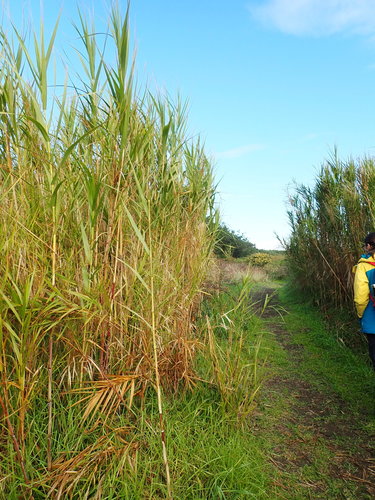 Phragmites karka (Common reed) — photo