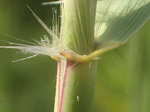 Phragmites karka (Common reed) — photo