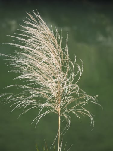 Phragmites karka