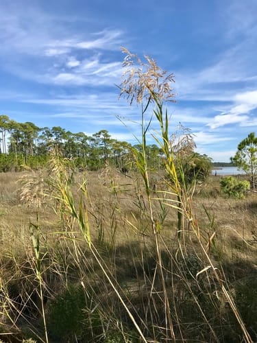 Phragmites mauritianus (Lowveld reed) — photo