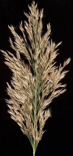 Phragmites mauritianus