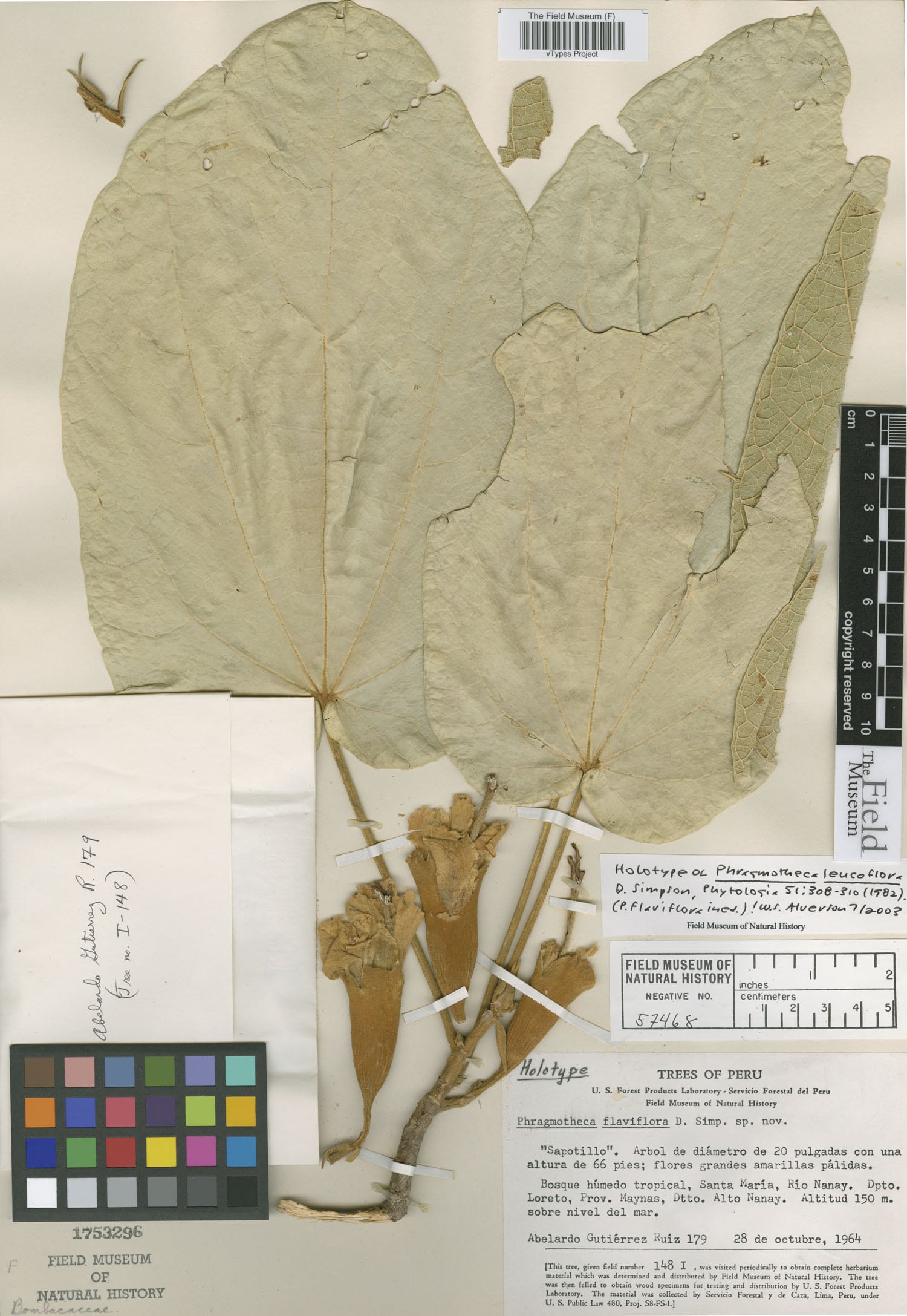 Phragmotheca leucoflora