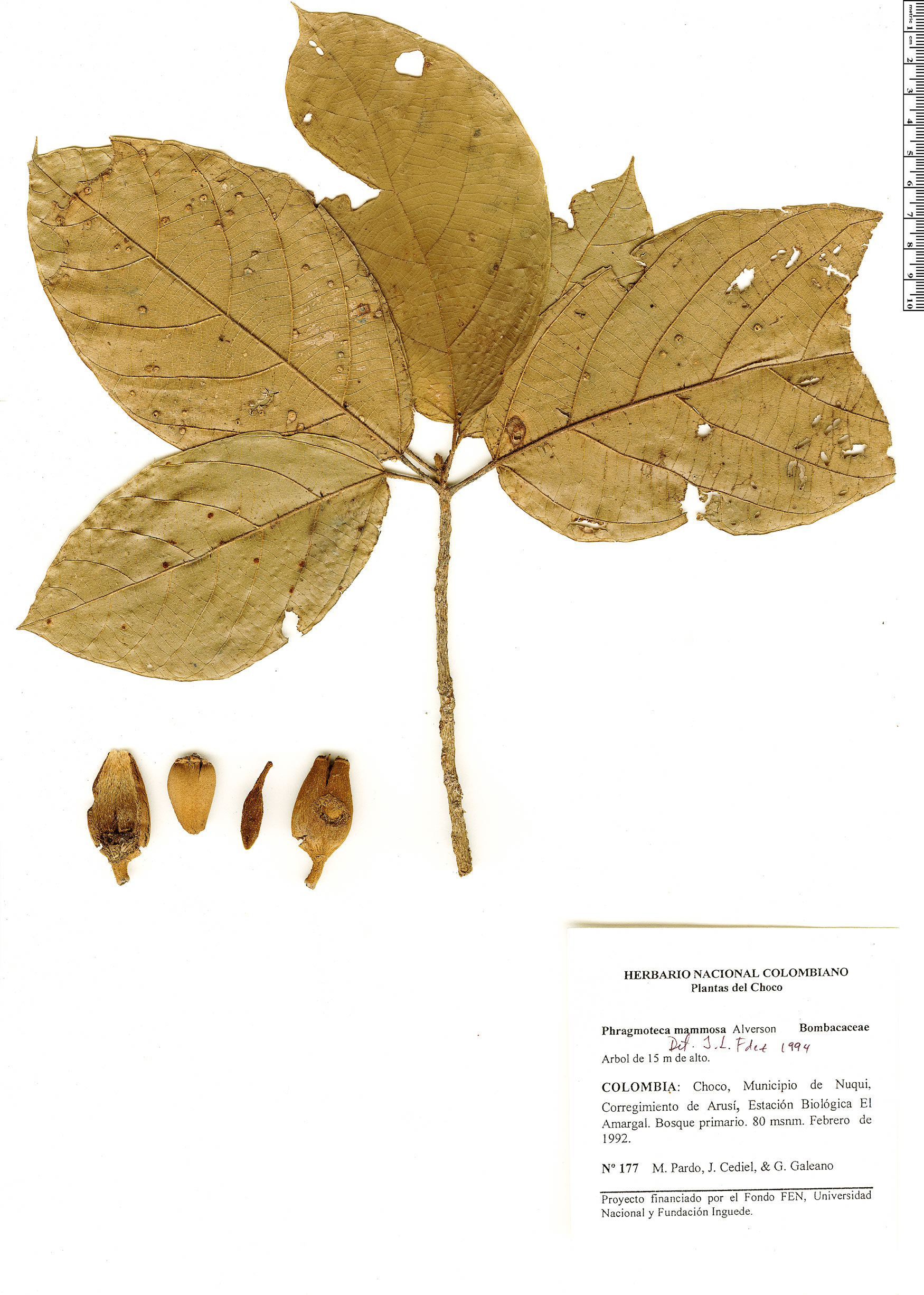 Phragmotheca mammosa