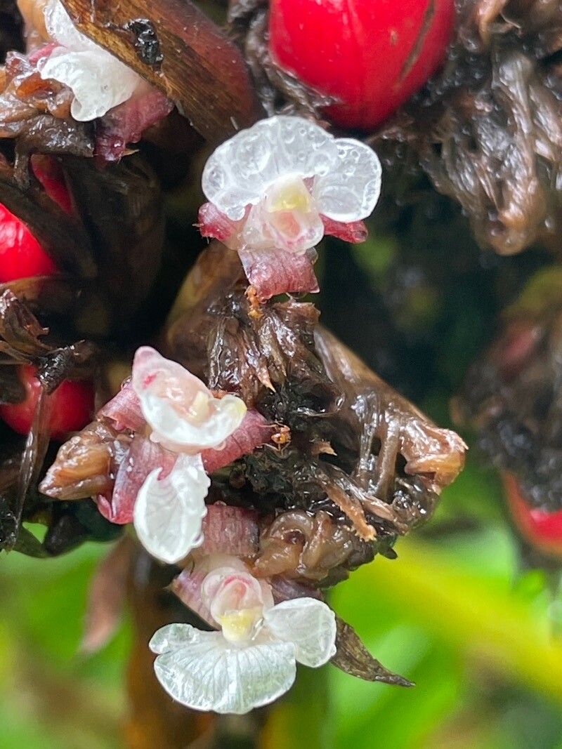 Phrynium sp. — photo